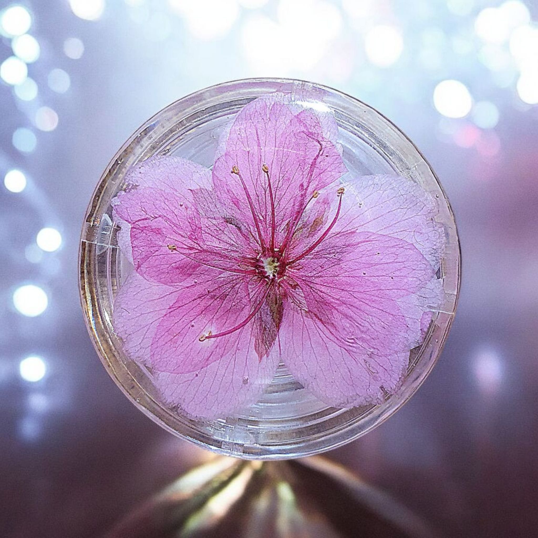 Cherry Blossom Phone Grip – Real Dried Flower Design, MagSafe & Adhesive Options, Gift Included